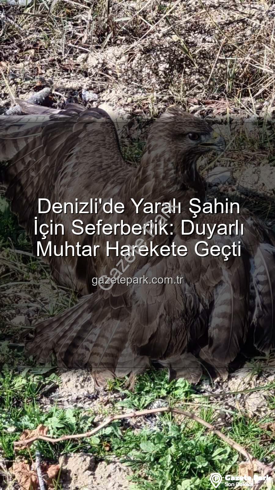 Denizli'de yaralı şahin - Denizli'de Yaralı Şahin İçin Seferberlik: Duyarlı Muhtar Harekete Geçti