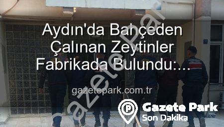 Aydın’da Bahçeden Çalınan Zeytinler Fabrikada Bulundu: Hırsızlık Şüphelileri Yakalandı