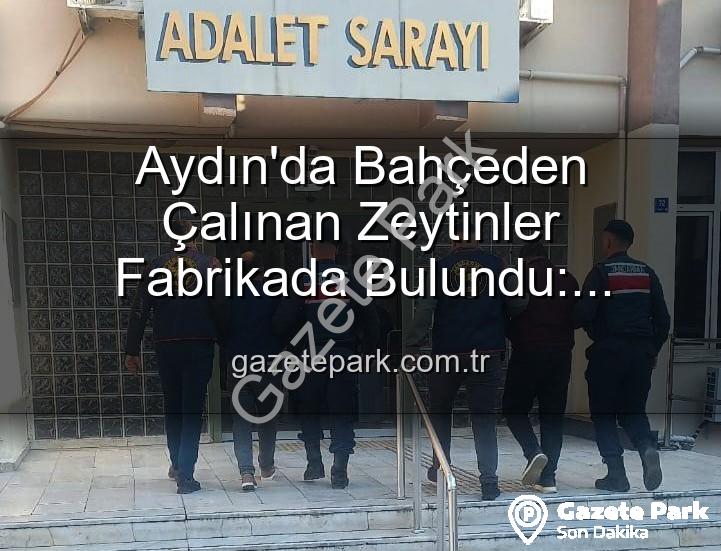 zeytin hırsızlığı - Aydın'da Bahçeden Çalınan Zeytinler Fabrikada Bulundu: Hırsızlık Şüphelileri Yakalandı