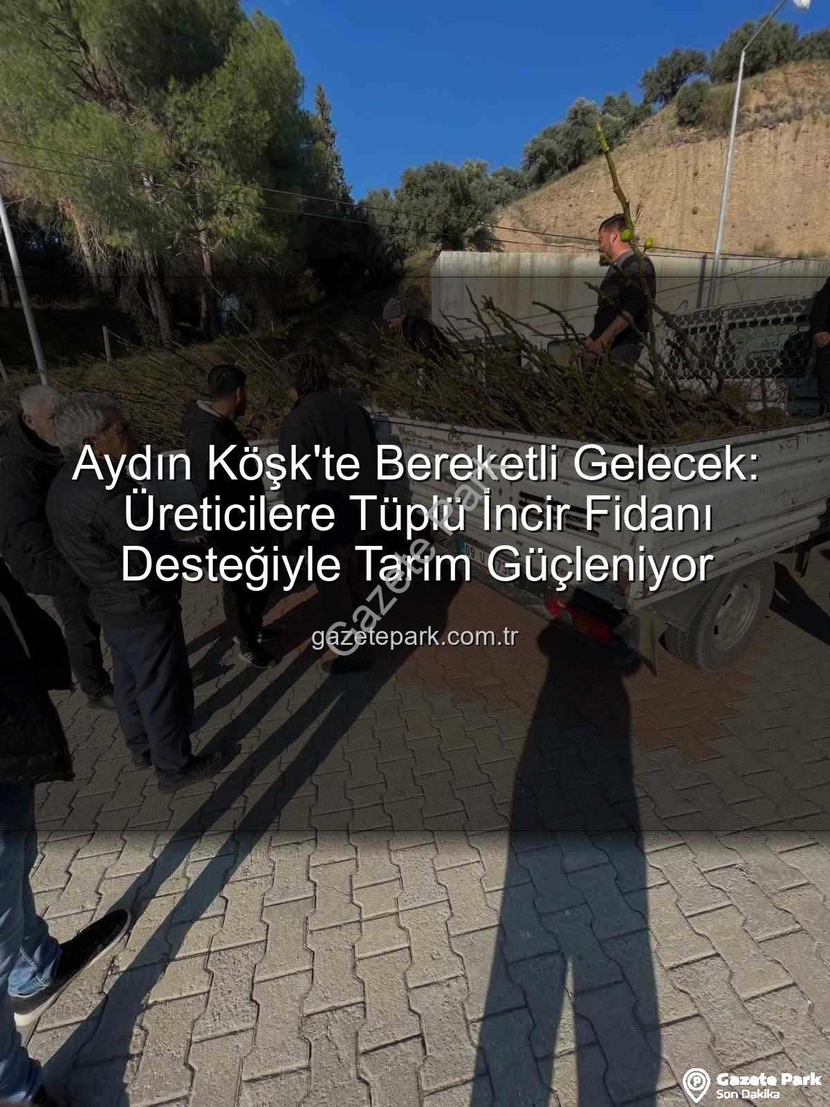 incir fidanı desteği - Aydın Köşk'te Bereketli Gelecek: Üreticilere Tüplü İncir Fidanı Desteğiyle Tarım Güçleniyor