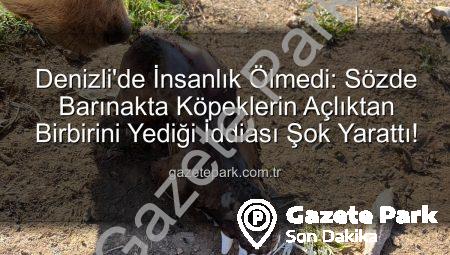 Denizli’de İnsanlık Ölmedi: Sözde Barınakta Köpeklerin Açlıktan Birbirini Yediği İddiası Şok Yarattı!