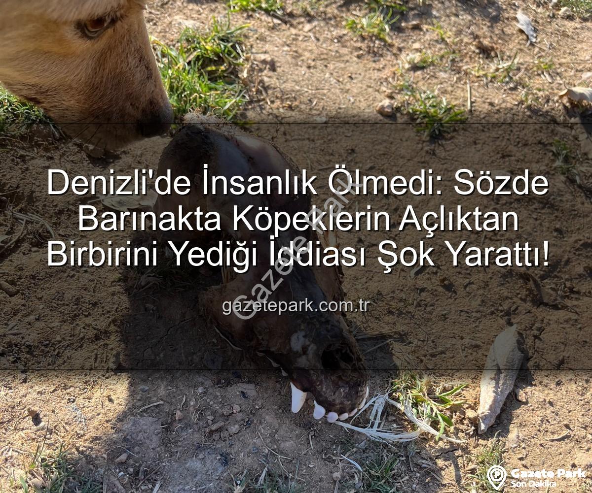 hayvan istismarı - Denizli'de İnsanlık Ölmedi: Sözde Barınakta Köpeklerin Açlıktan Birbirini Yediği İddiası Şok Yarattı!