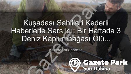 Kuşadası Sahilleri Kederli Haberlerle Sarsıldı: Bir Haftada 3 Deniz Kaplumbağası Ölü Bulundu