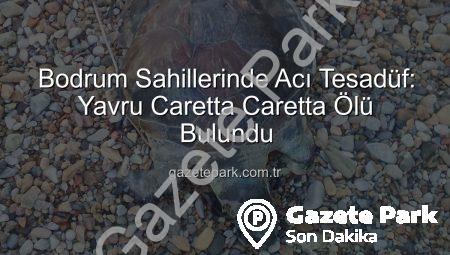 Bodrum Sahillerinde Acı Tesadüf: Yavru Caretta Caretta Ölü Bulundu