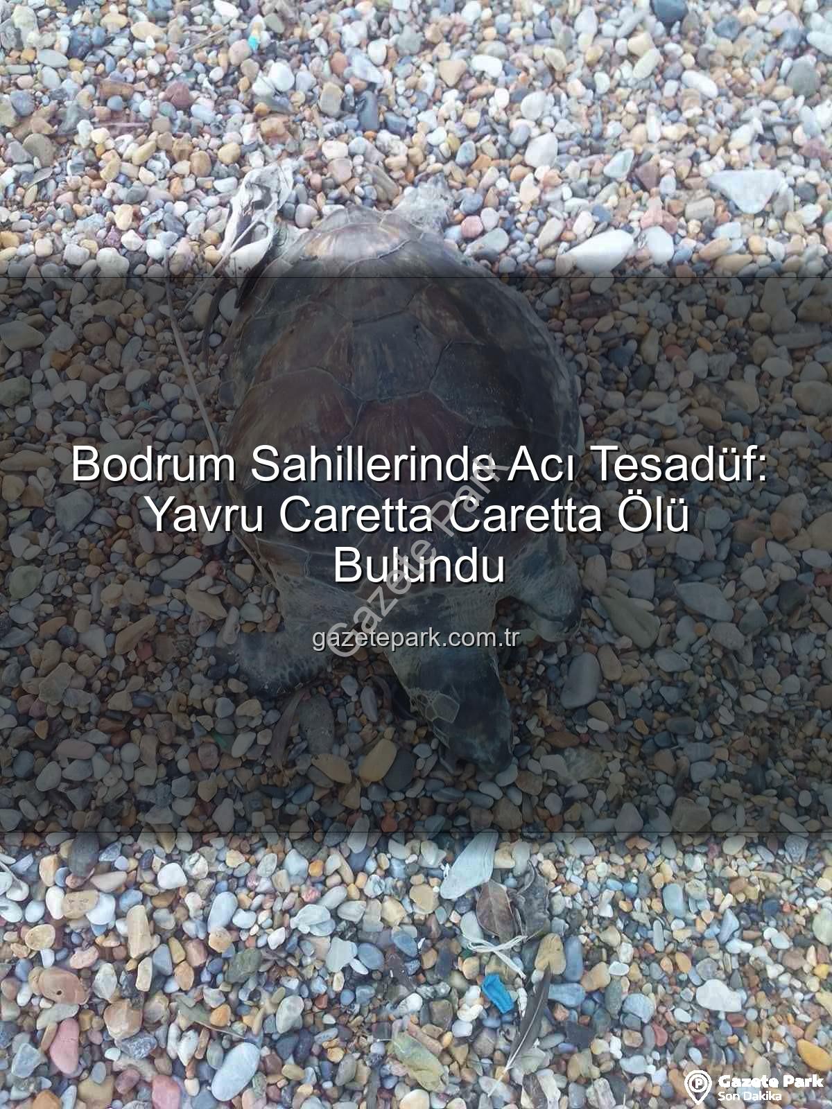 yavru caretta caretta - Bodrum Sahillerinde Acı Tesadüf: Yavru Caretta Caretta Ölü Bulundu