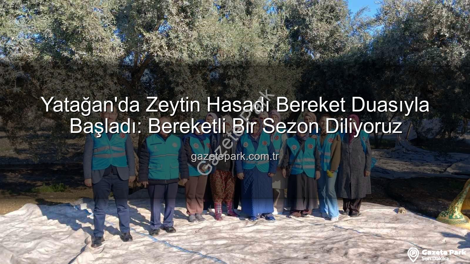 Yatağan zeytin hasadı - Yatağan'da Zeytin Hasadı Bereket Duasıyla Başladı: Bereketli Bir Sezon Diliyoruz