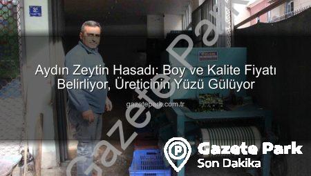 Aydın Zeytin Hasadı: Boy ve Kalite Fiyatı Belirliyor, Üreticinin Yüzü Gülüyor