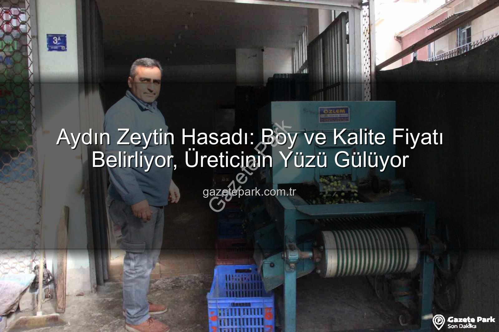 Aydın zeytin hasadı - Aydın Zeytin Hasadı: Boy ve Kalite Fiyatı Belirliyor, Üreticinin Yüzü Gülüyor