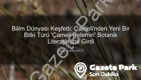 Bilim Dünyası Keşfetti: Çameli’nden Yeni Bir Bitki Türü ‘Çameli Pelemiri’ Botanik Literatürüne Girdi