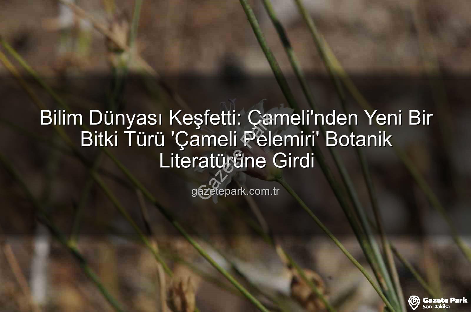 Çameli pelemiri - Bilim Dünyası Keşfetti: Çameli'nden Yeni Bir Bitki Türü 'Çameli Pelemiri' Botanik Literatürüne Girdi