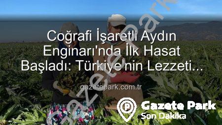 Coğrafi İşaretli Aydın Enginarı’nda İlk Hasat Başladı: Türkiye’nin Lezzeti Tarlalarda Yükseliyor!
