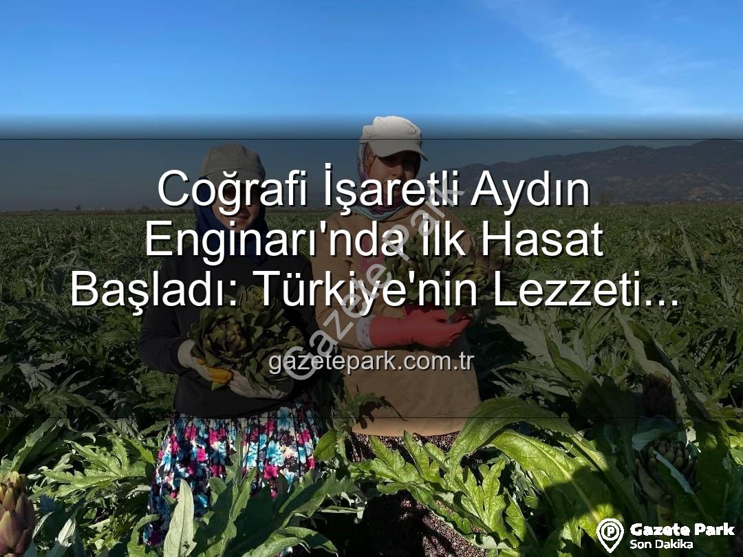 Aydın Enginarı - Coğrafi İşaretli Aydın Enginarı'nda İlk Hasat Başladı: Türkiye'nin Lezzeti Tarlalarda Yükseliyor!