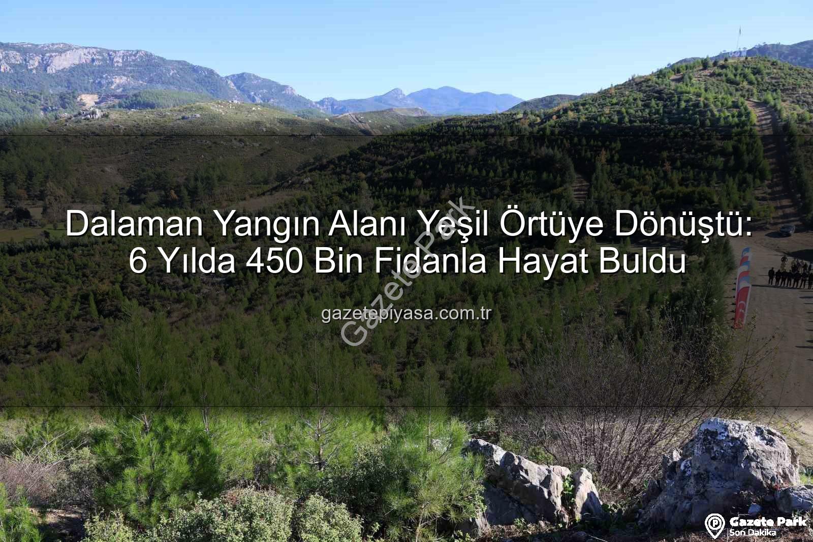 orman yangını sonrası ağaçlandırma - Dalaman'da 6 Yıl Önce Yanan Alanlar Yeniden Yeşerdi: 450 Bin Fidan Toprakla Buluştu