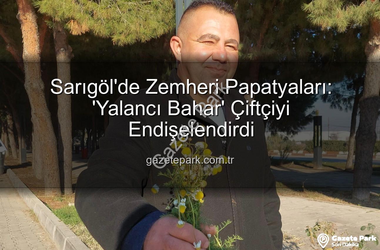 zemheri papatyaları - Sarıgöl'de Zemheri Papatyaları: 'Yalancı Bahar' Çiftçiyi Endişelendirdi