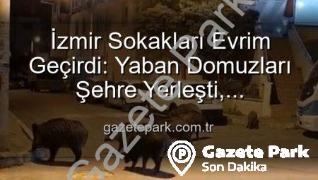 İzmir Sokakları Evrim Geçirdi: Yaban Domuzları Şehre Yerleşti, Vatandaşlar Tedirgin!