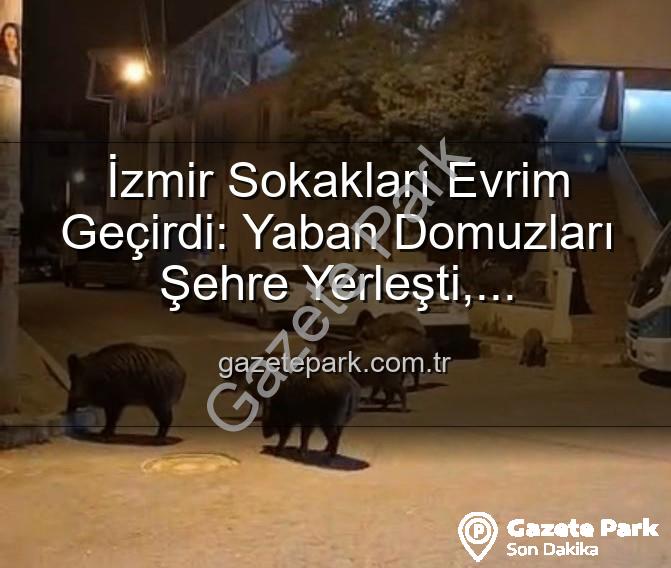 yaban domuzu - İzmir Sokakları Evrim Geçirdi: Yaban Domuzları Şehre Yerleşti, Vatandaşlar Tedirgin!